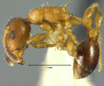 Media type: image; Entomology 22416   Aspect: habitus lateral view